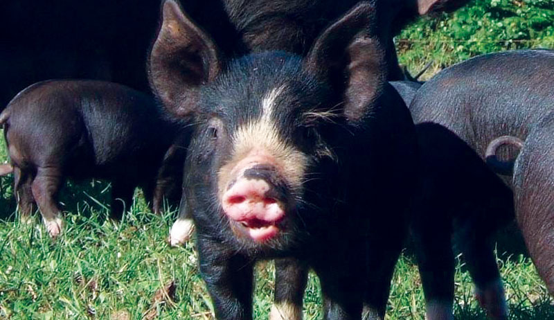 Breed Profile: The Berkshire Pig Is An Excellent Animal - Hobby Farms