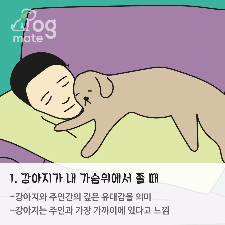 강아지 잠자는 위치로 알아보는 나와의 관계 | 도그메이트 펫시터 공식 블로그